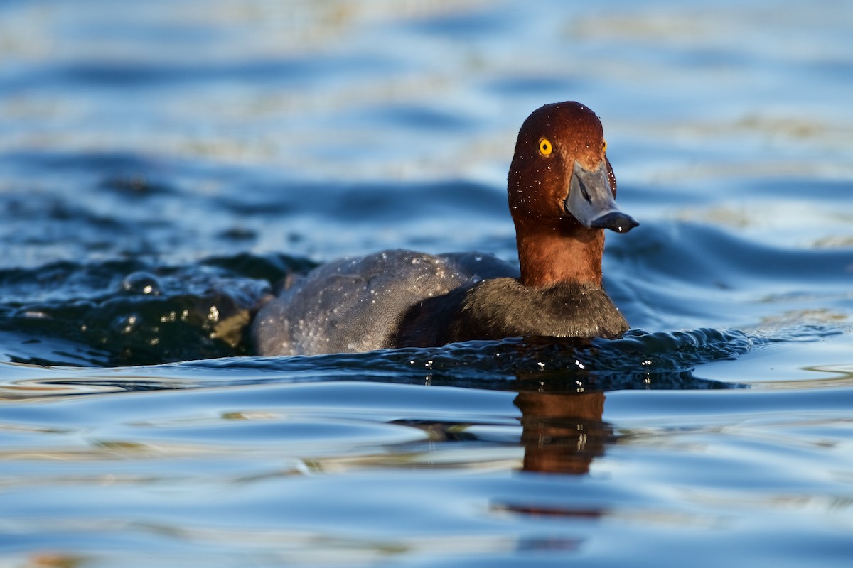 Redhead - Jamie Baker