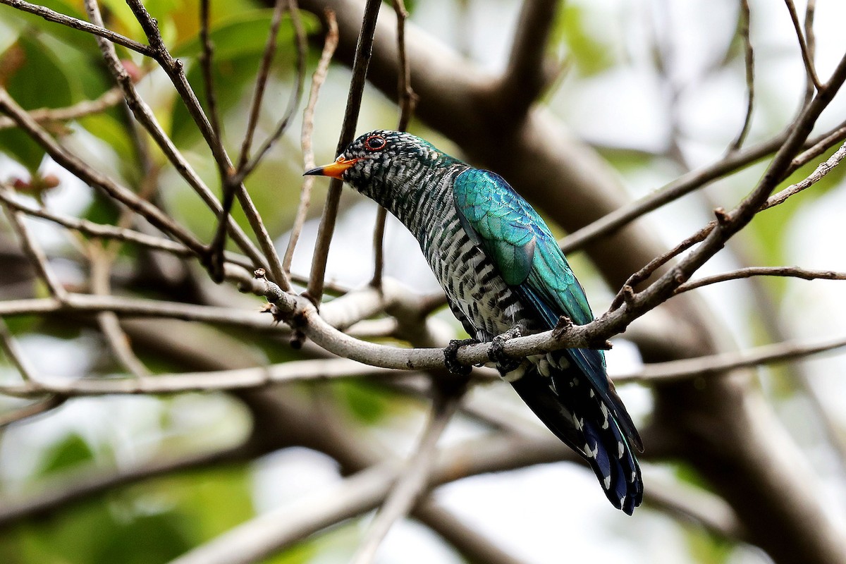 Asian Emerald Cuckoo - ML83677131