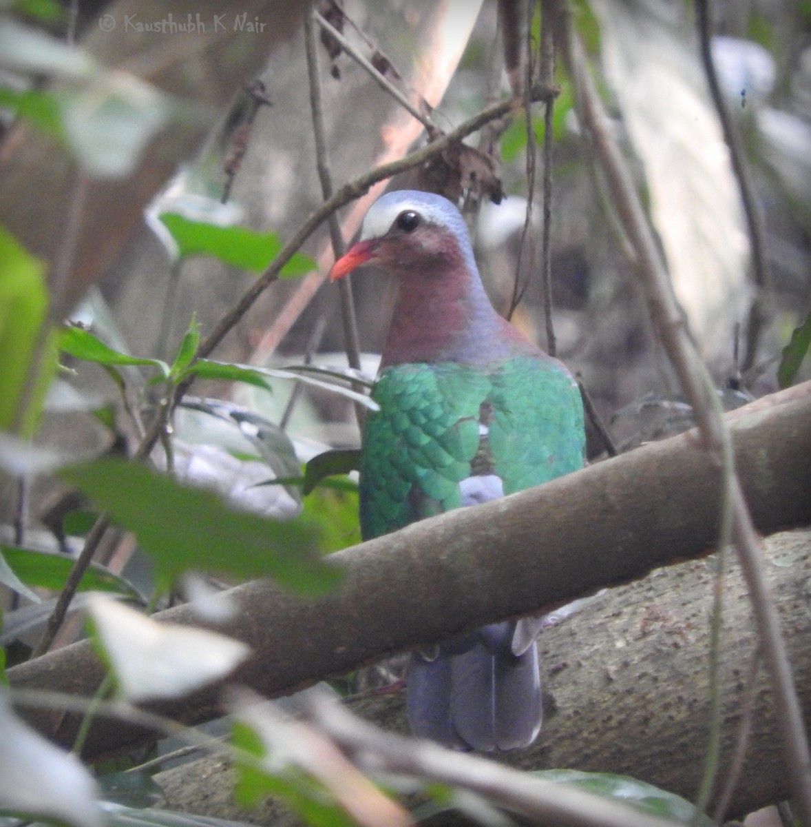 Asian Emerald Dove - Kausthubh K Nair