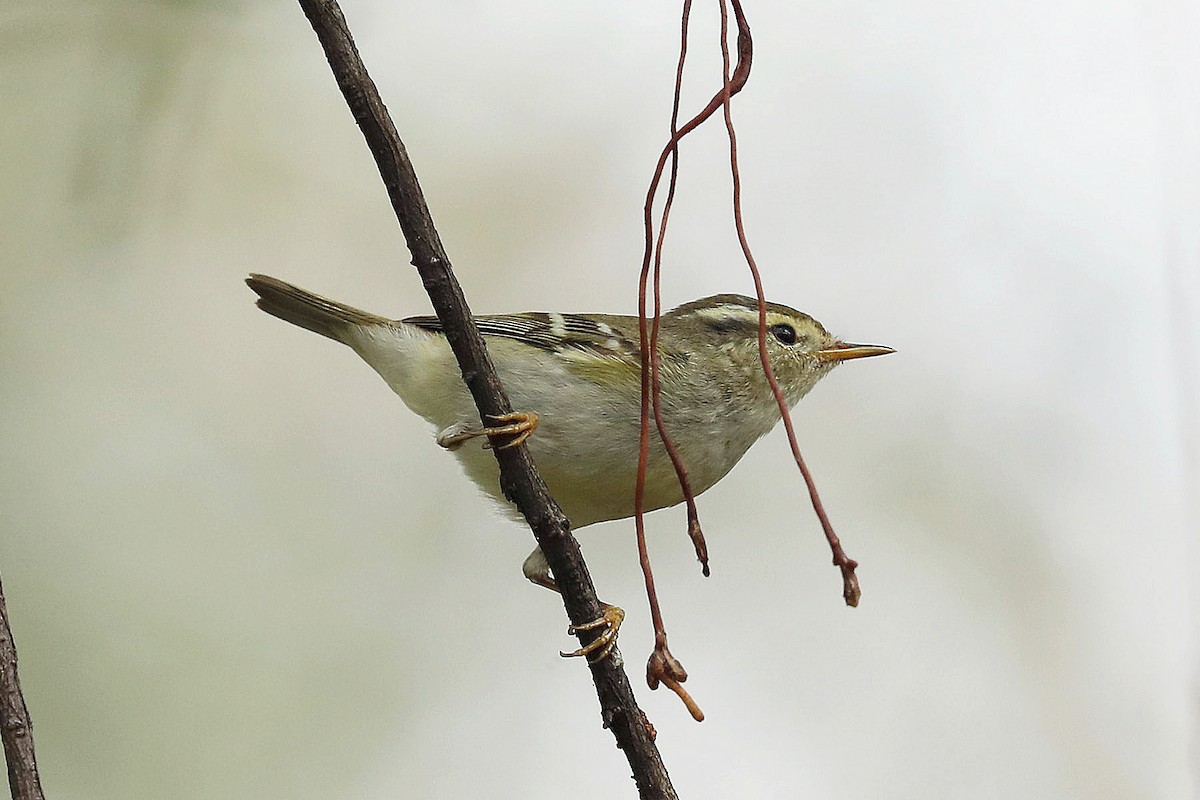 Yellow-browed Warbler - ML83677351