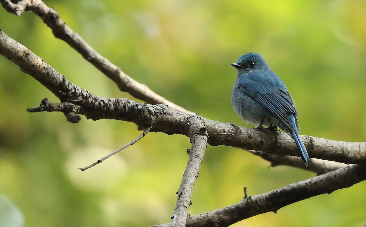 Verditer Flycatcher - ML83677971