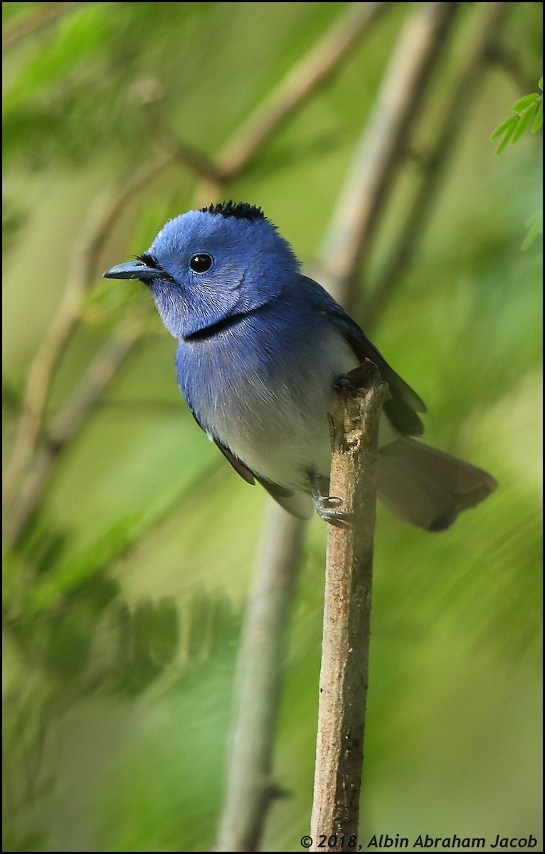 Black-naped Monarch - ML83678021