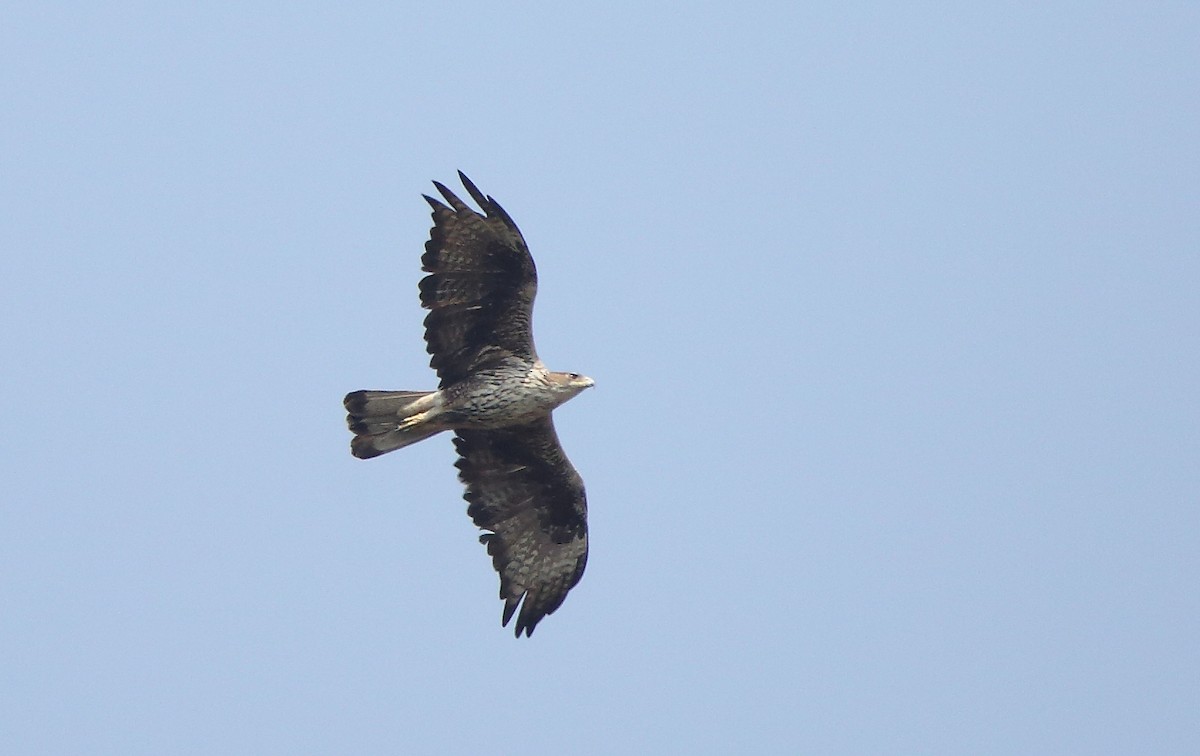 Bonelli's Eagle - Albin Jacob