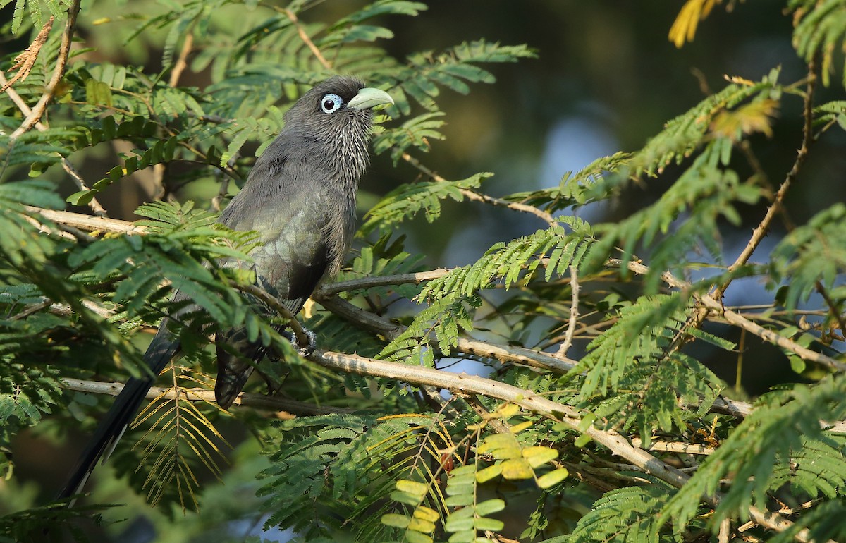 Blue-faced Malkoha - ML83678251