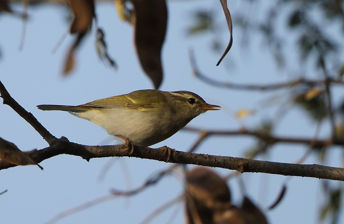 Western Crowned Warbler - ML83678271