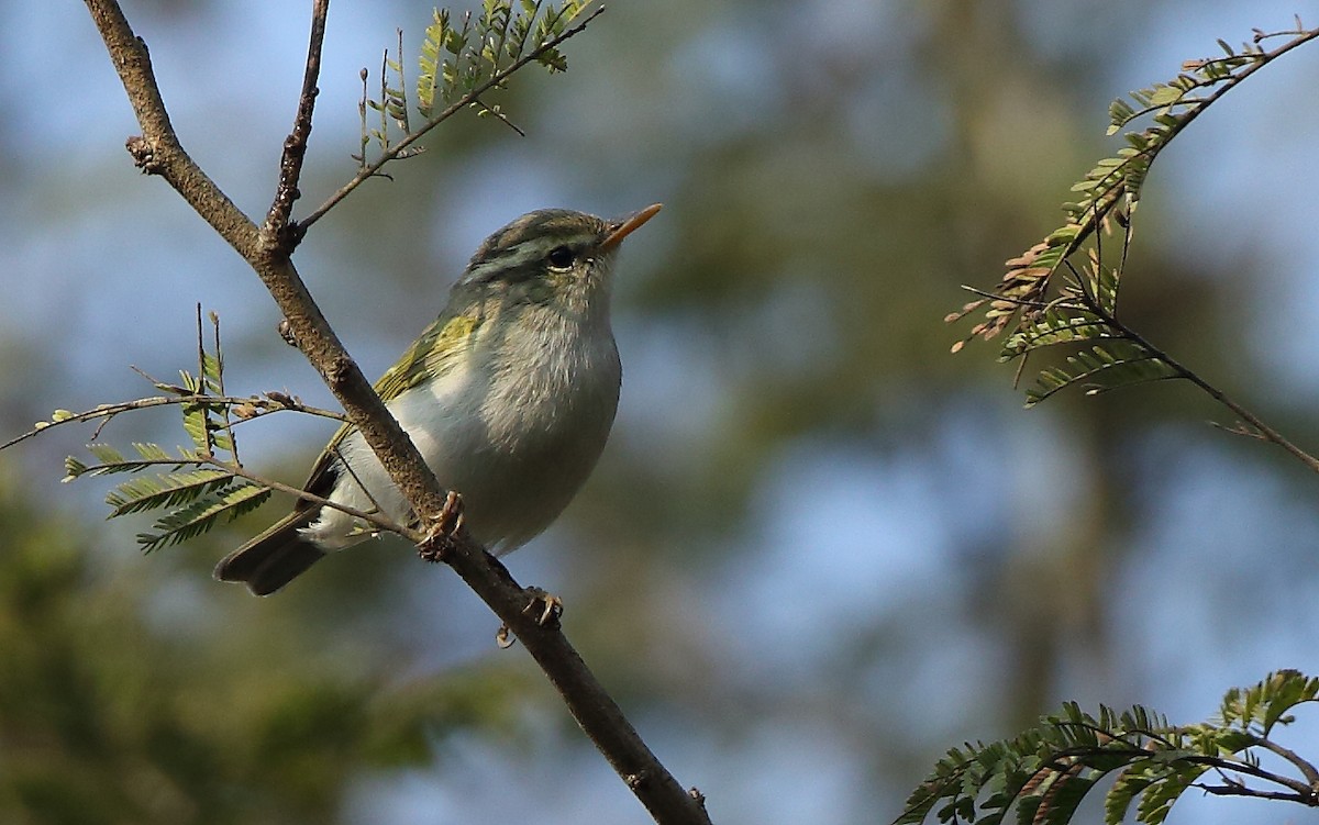 Western Crowned Warbler - ML83678281