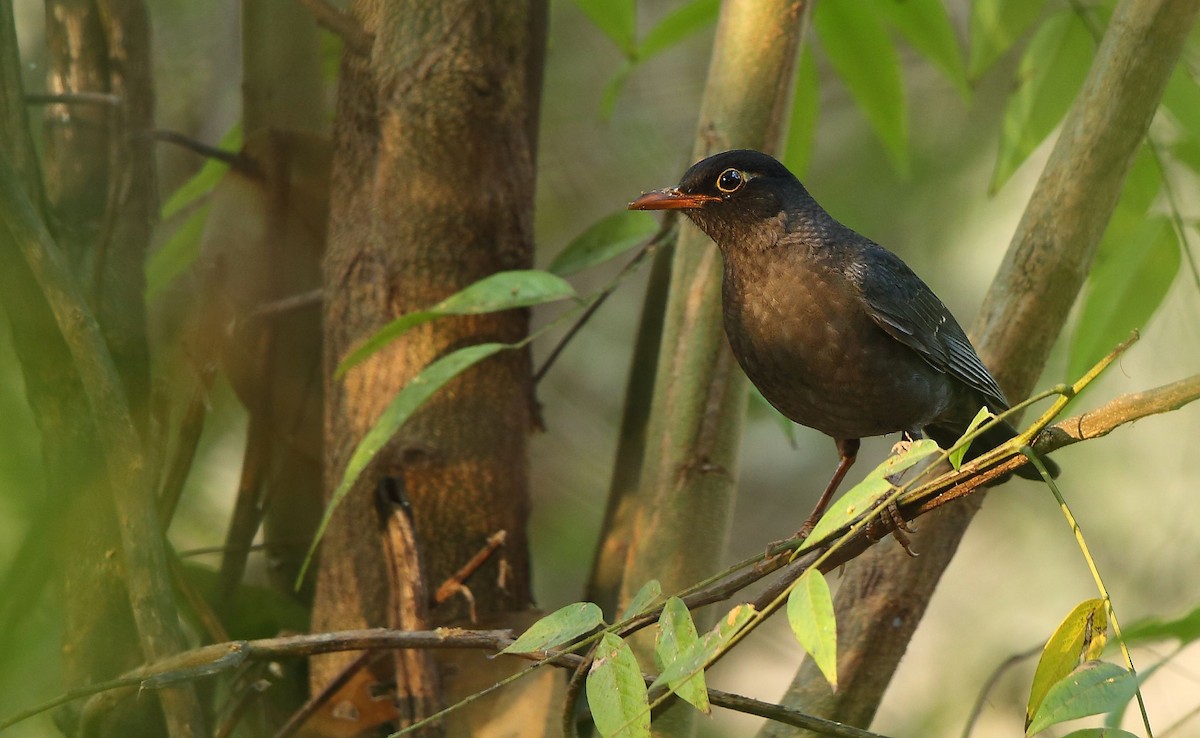 Indian Blackbird - Albin Jacob