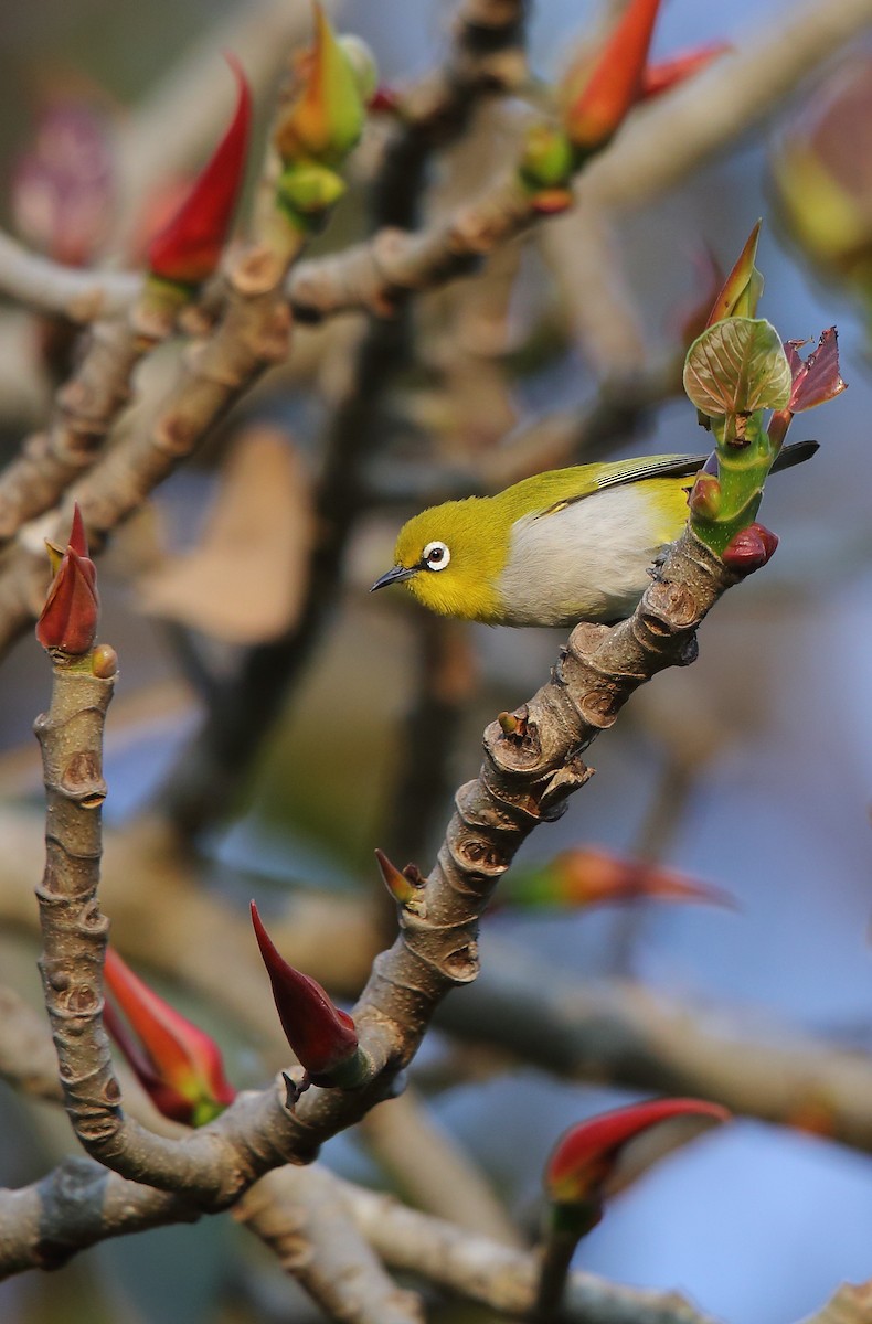 Indian White-eye - ML83678471