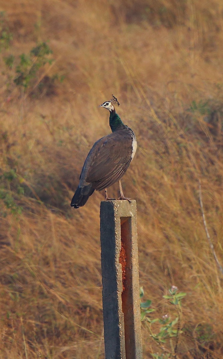 Indian Peafowl - ML83678531