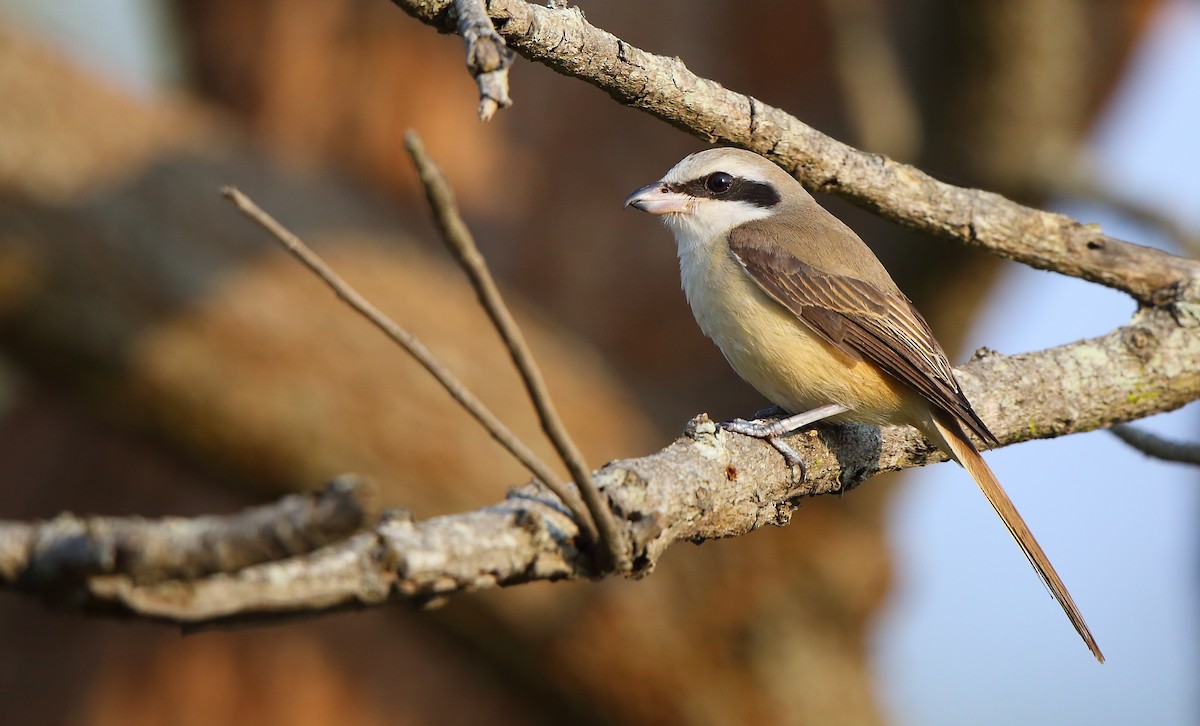 Pie-grièche brune (cristatus/confusus) - ML83678571