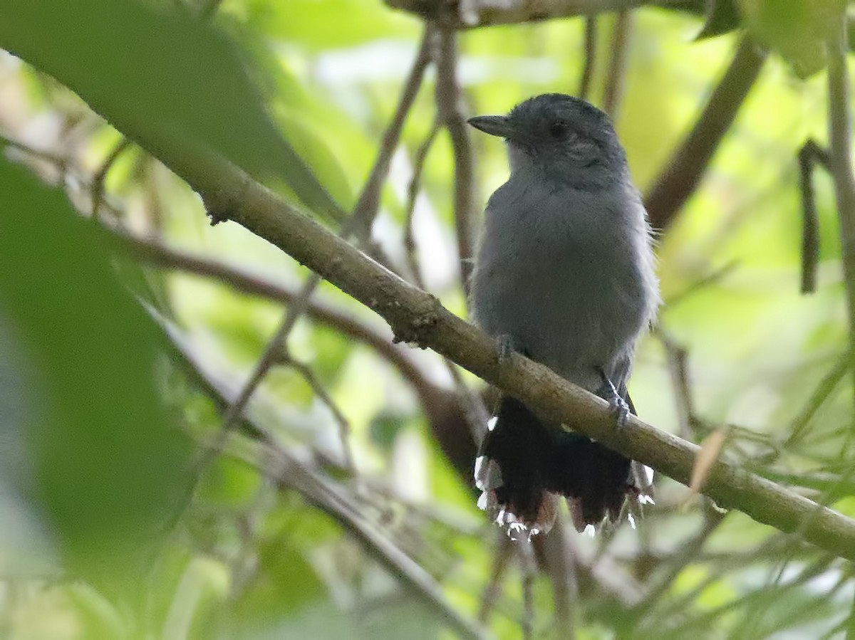 Amazonian Antshrike - Dave Curtis