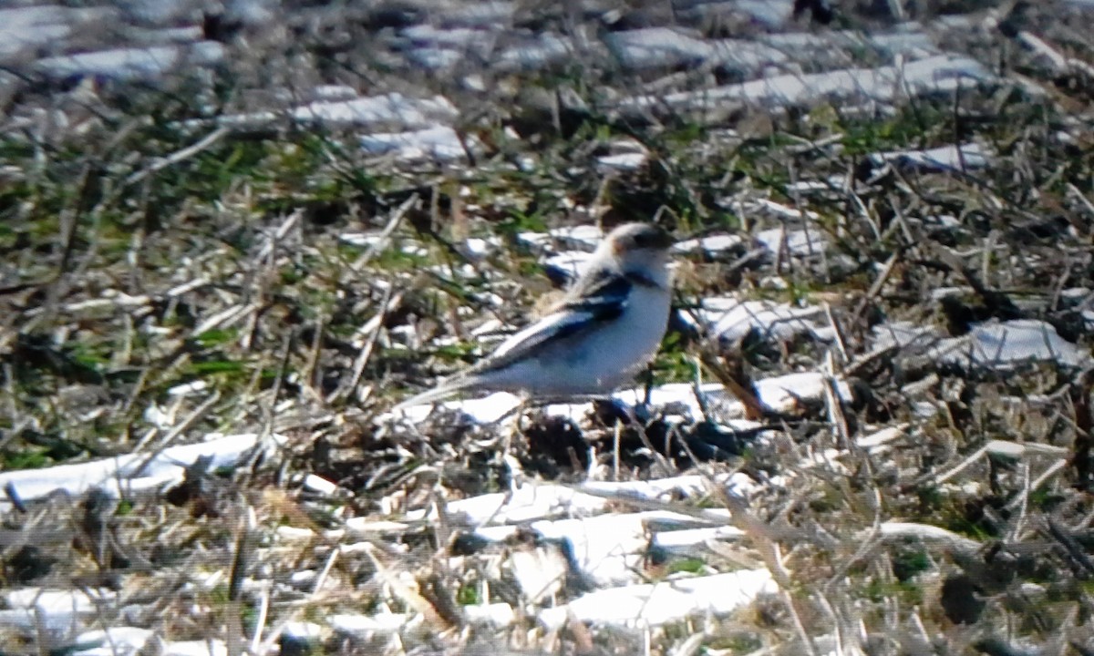 Snow Bunting - ML83679271