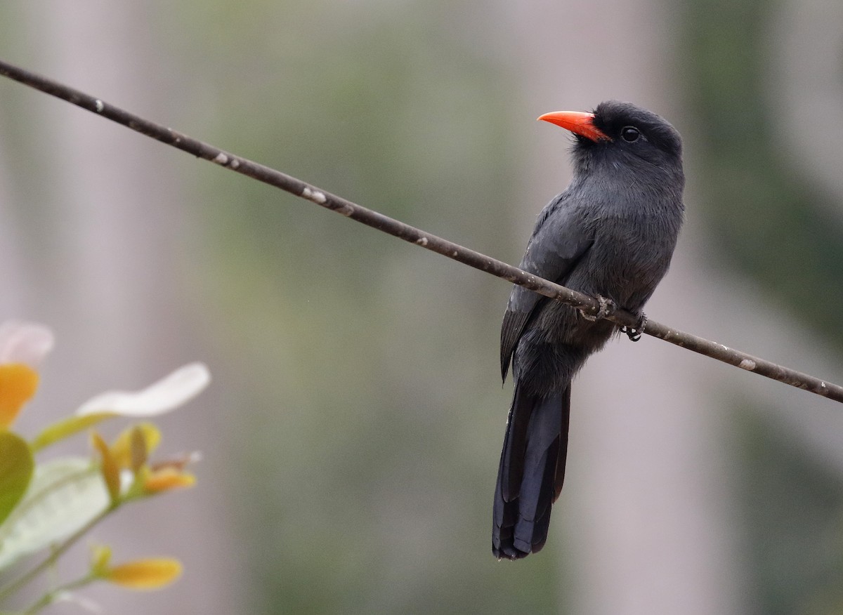 Black-fronted Nunbird - Dave Curtis