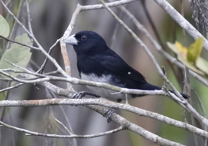 Cone-billed Tanager - ML83679981