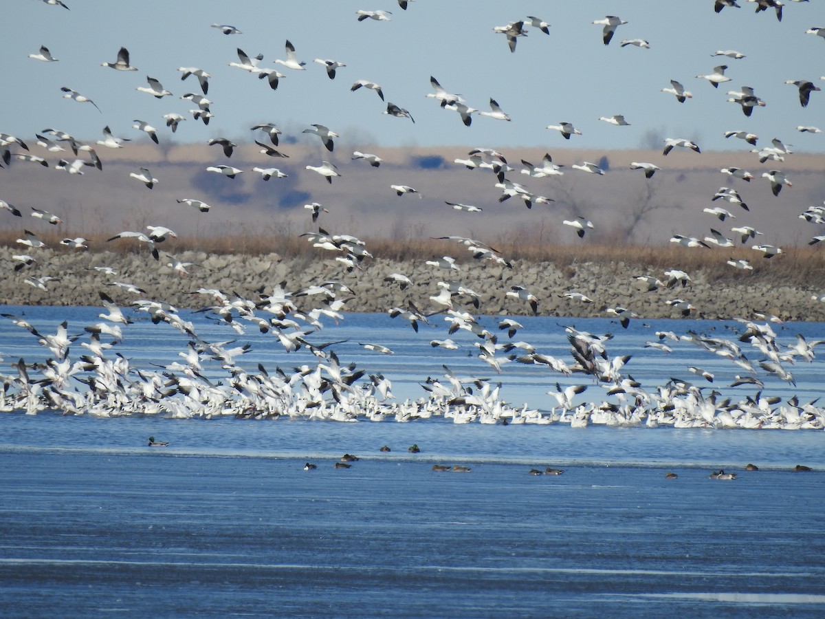 Snow Goose - ML83680531