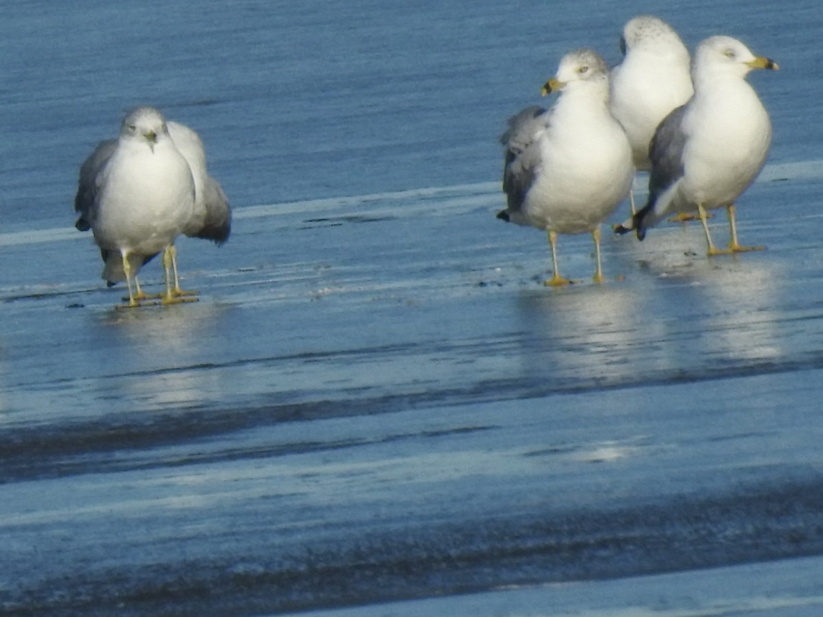 Ring-billed Gull - ML83680681