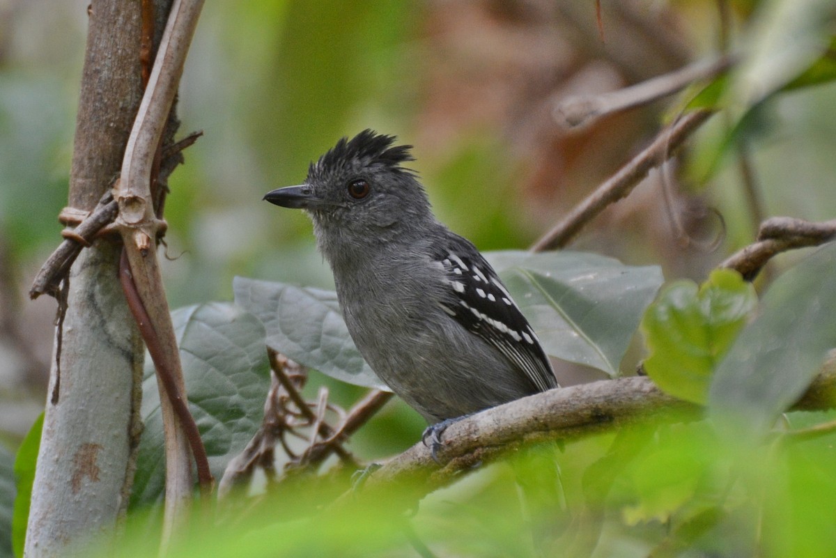 Natterer's Slaty-Antshrike - Henry Cook