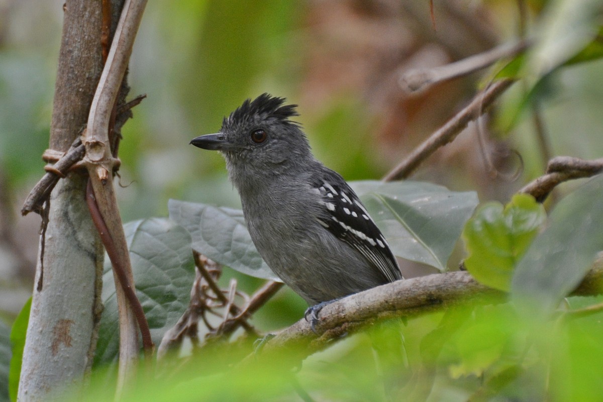 Natterer's Slaty-Antshrike - ML83681421