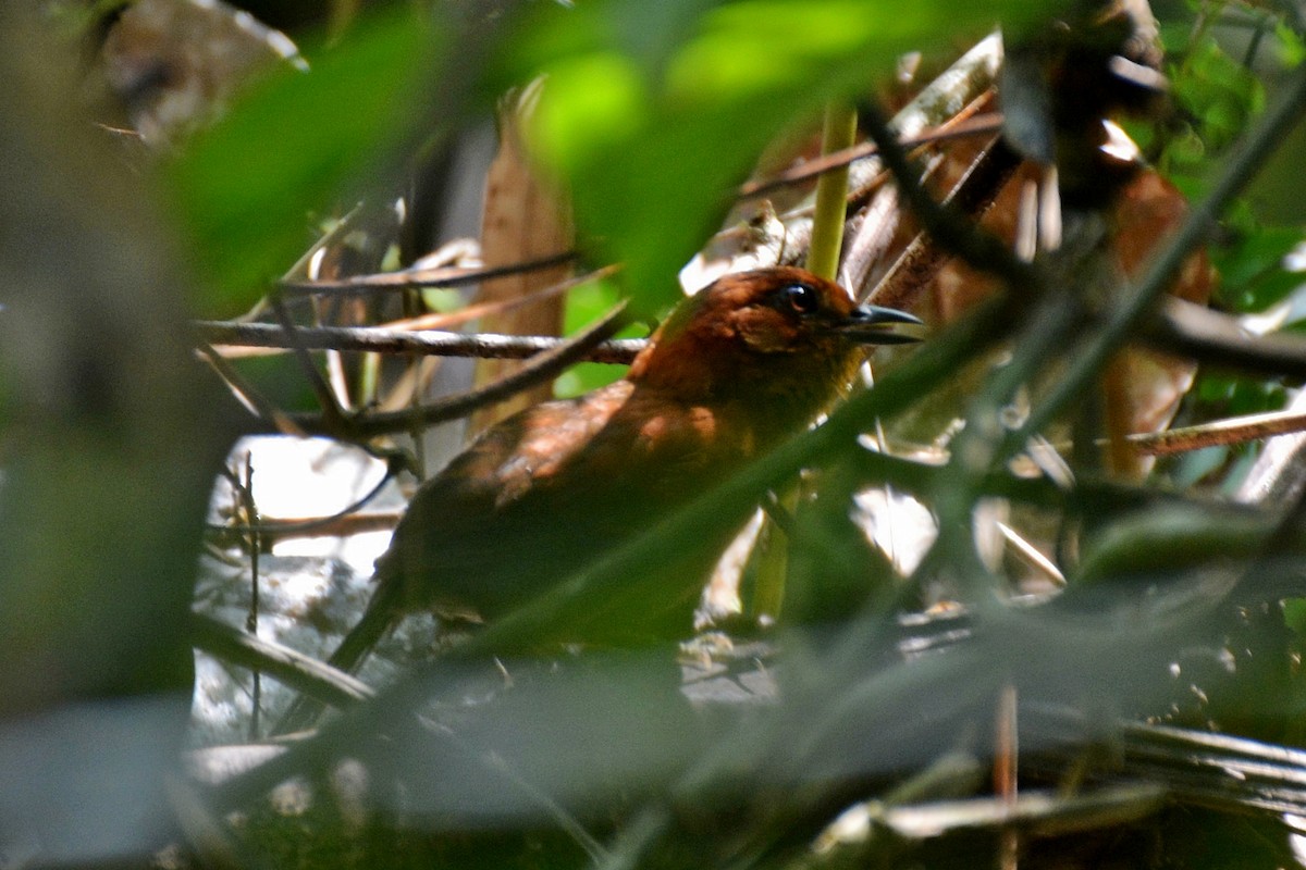 Orangekehl-Dickichtschlüpfer - ML83681571