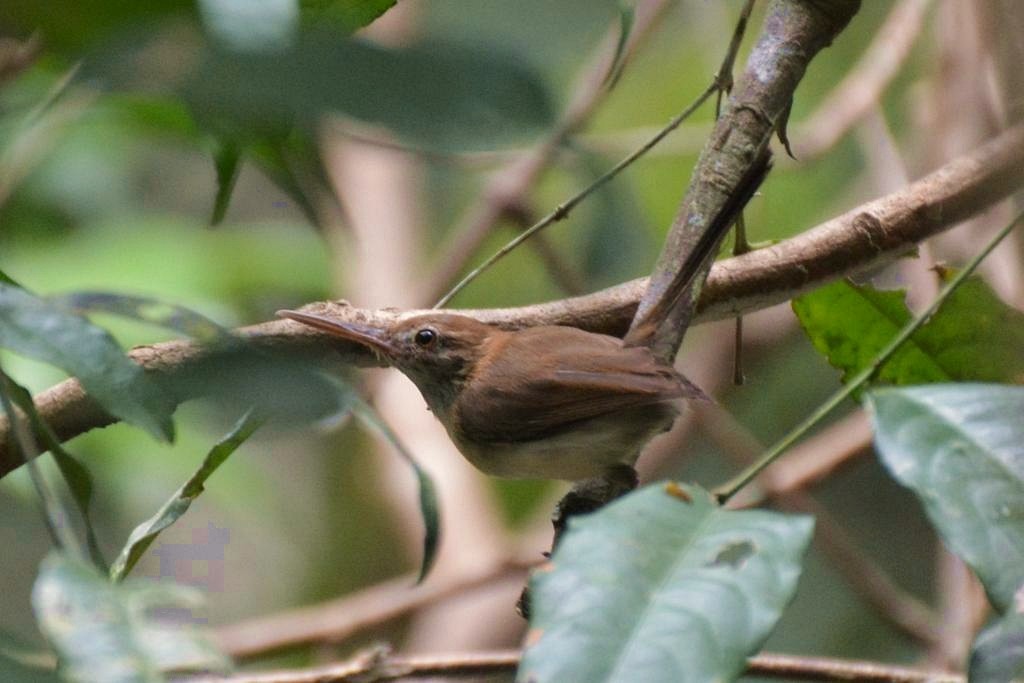 Long-billed/Chattering Gnatwren - Henry Cook