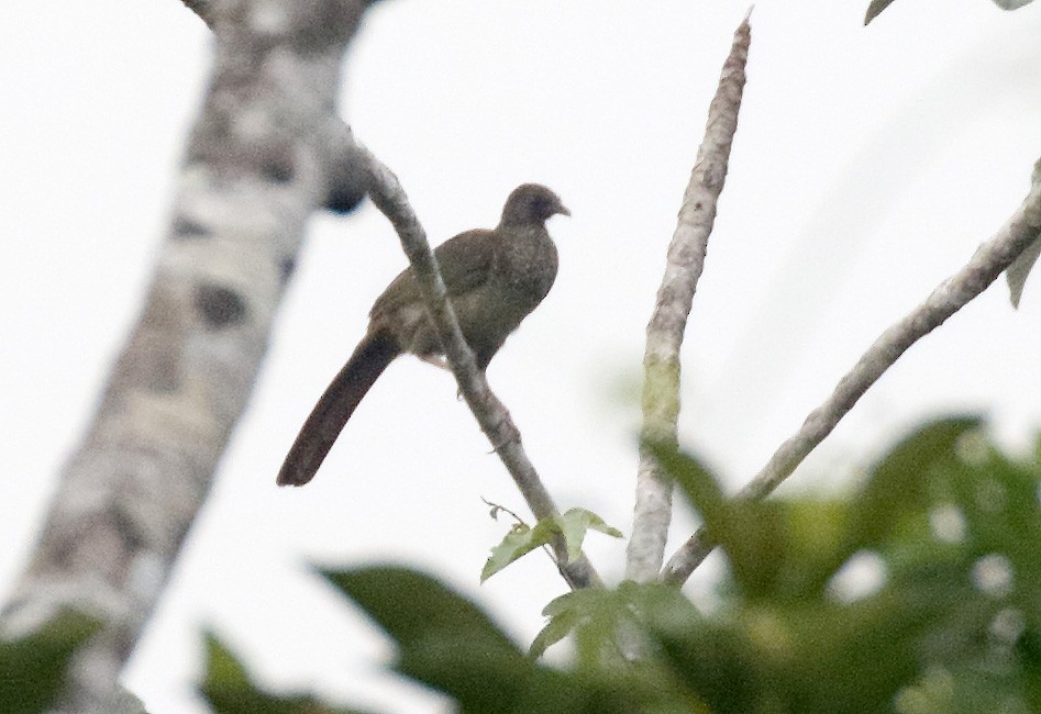 Chachalaca Moteada - ML83681781