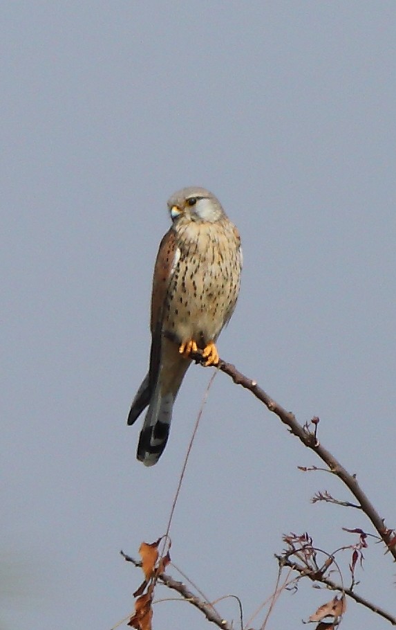 Eurasian Kestrel - ML83682061