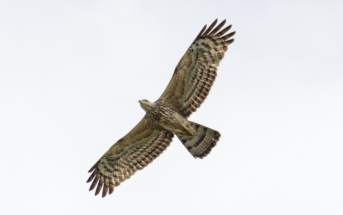 Oriental Honey-buzzard - ML83682751