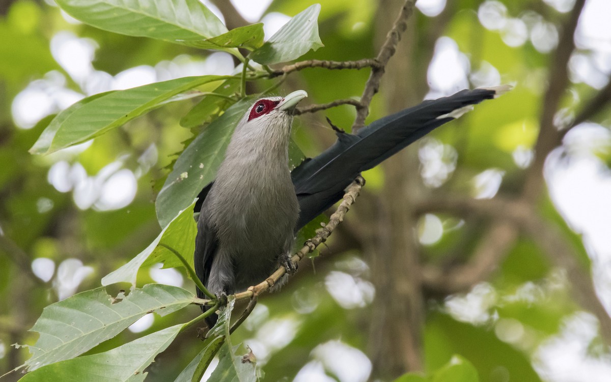 Green-billed Malkoha - Ashraf Anuar Zaini