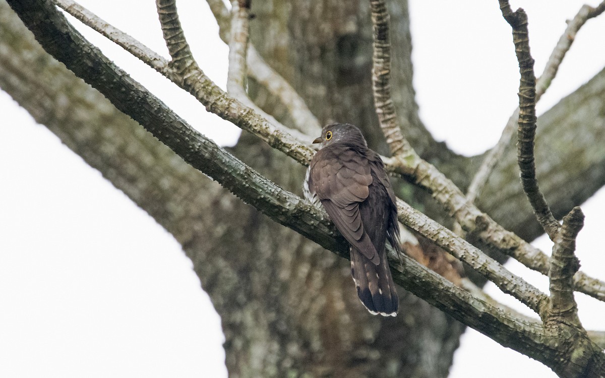 Indian Cuckoo - ML83683381