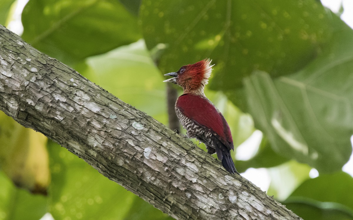 Banded Woodpecker - Ashraf Anuar Zaini