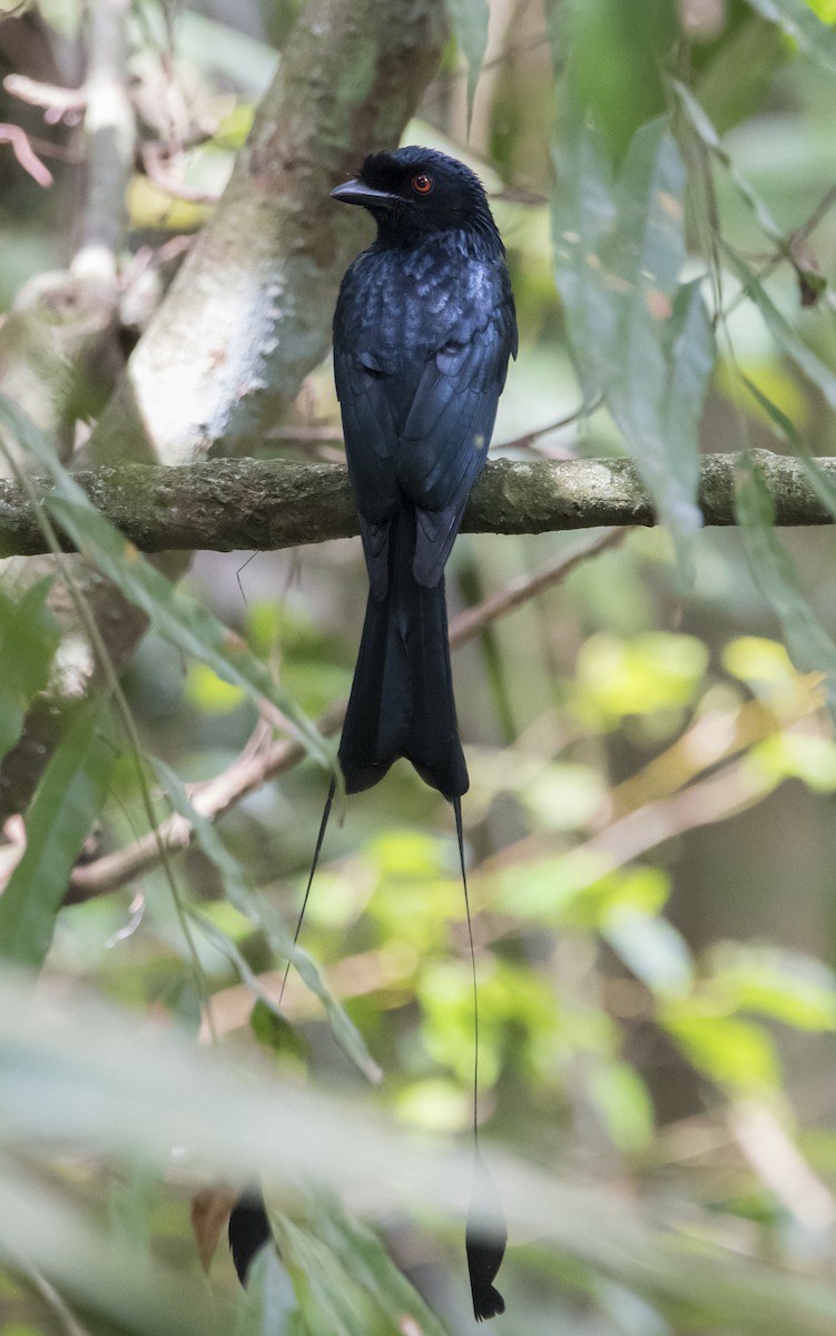 Greater Racket-tailed Drongo - Ashraf Anuar Zaini