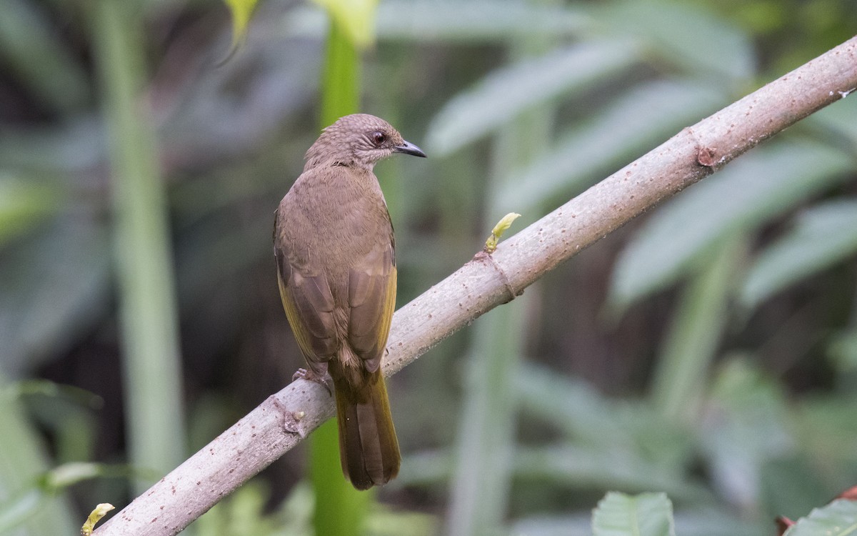 Olive-winged Bulbul - ML83683741