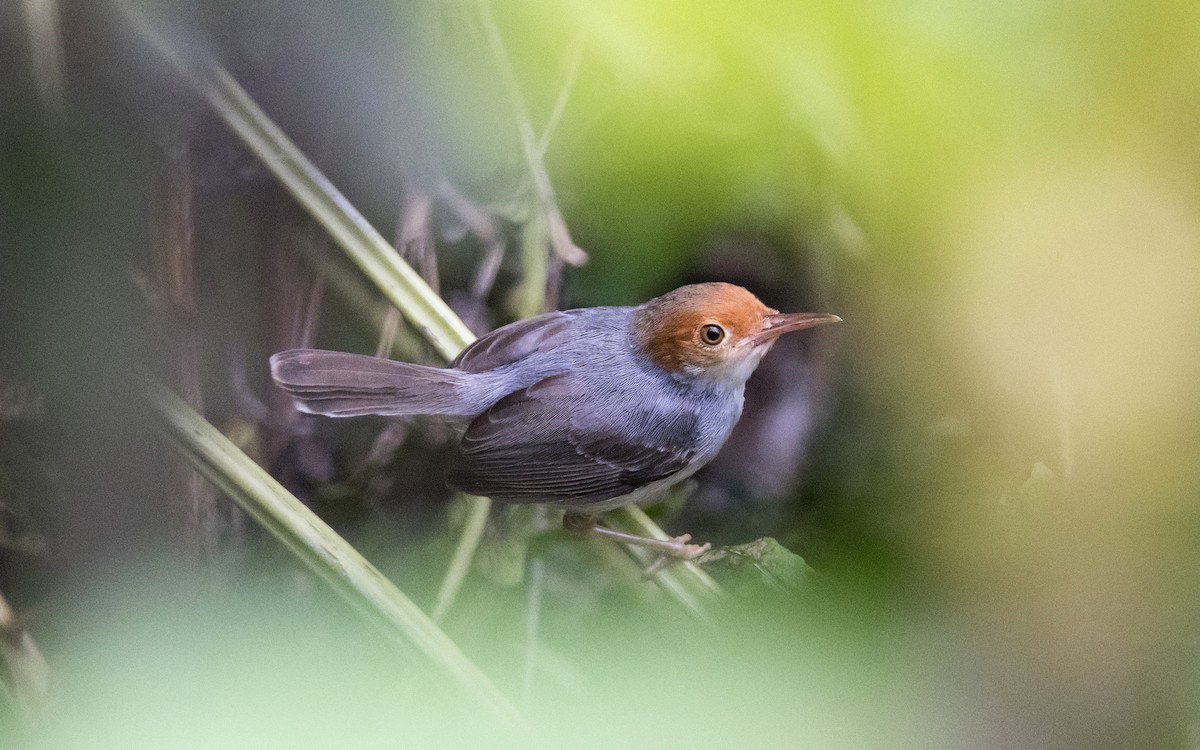 Ashy Tailorbird - ML83683821