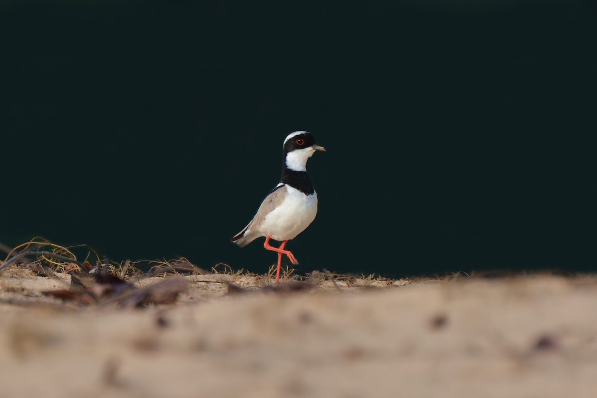 Pied Plover - ML83683961