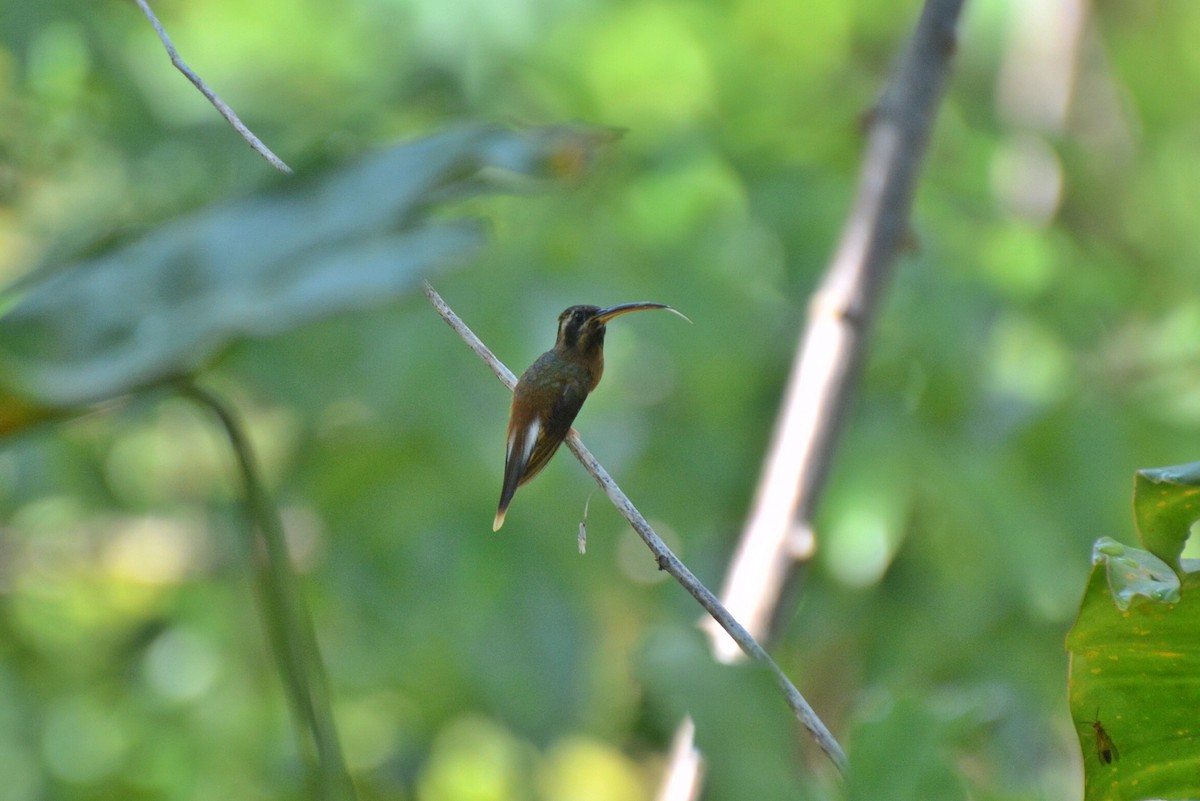 Tapajos Hermit - Henry Cook