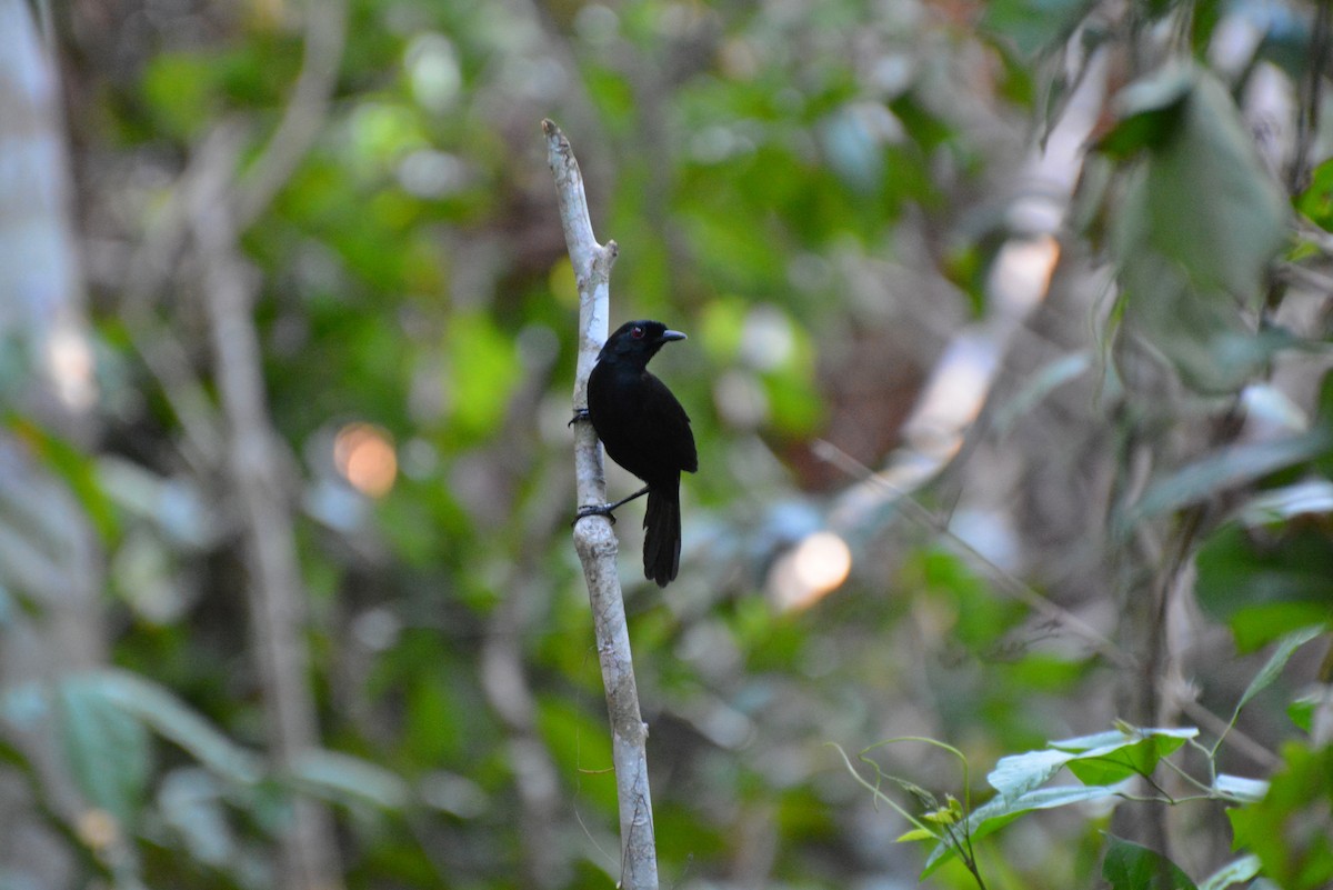 Tapajos Fire-eye - ML83684601