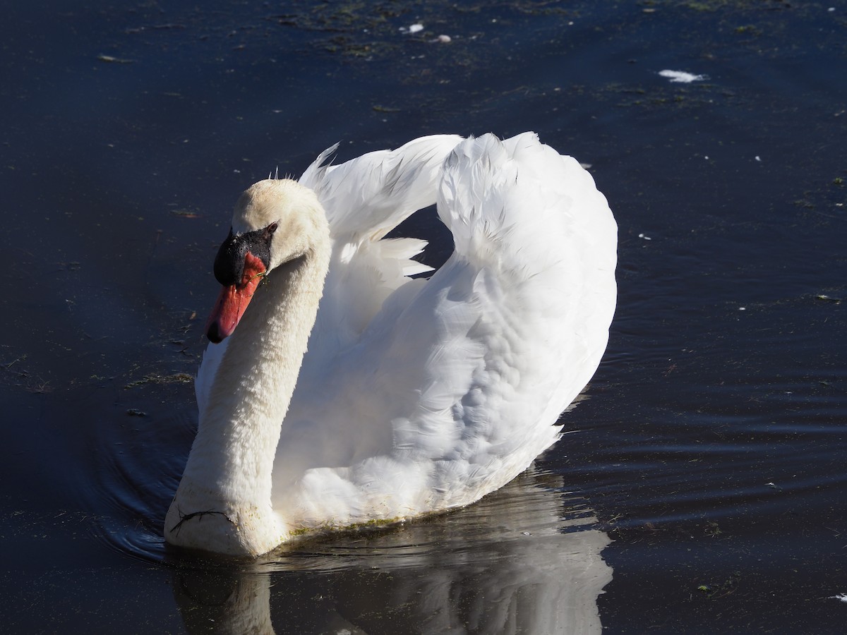 Cygne tuberculé - ML83684681