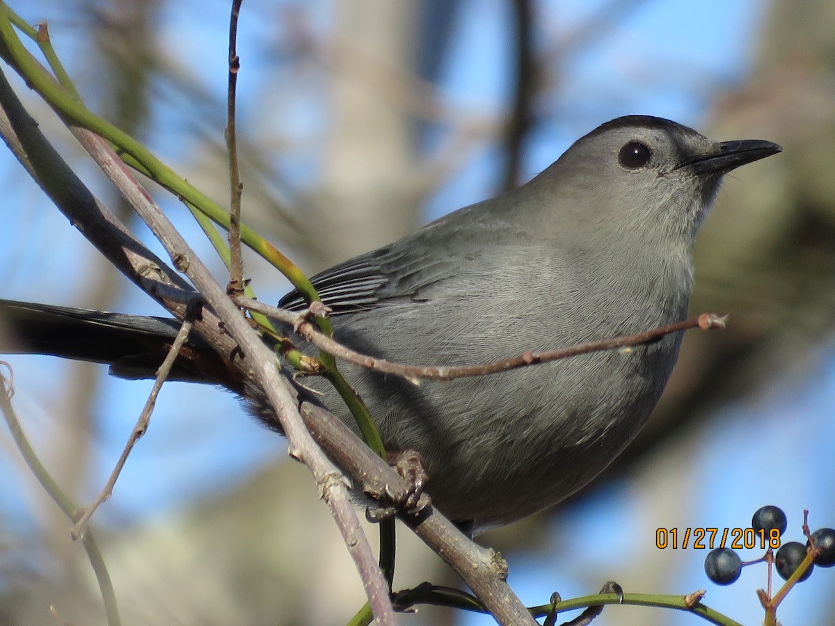 Gray Catbird - Sue and Alan Young