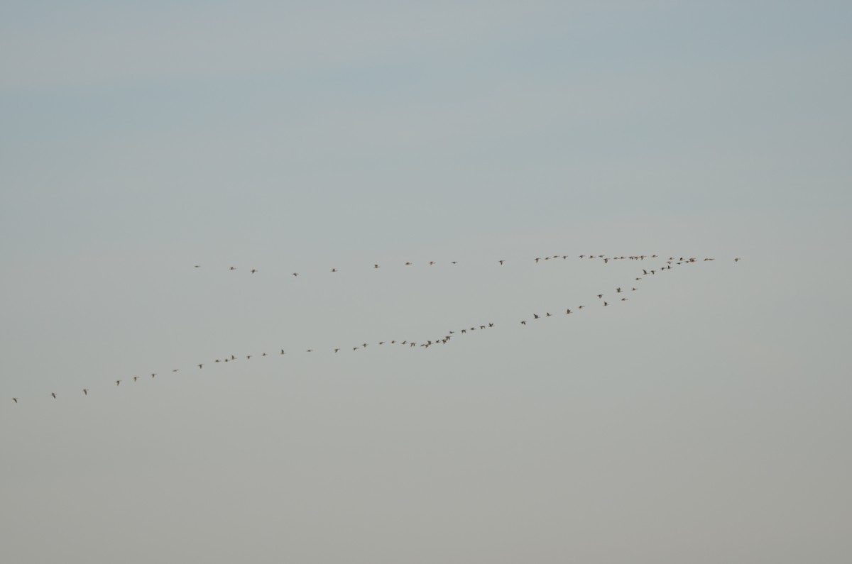 Greater White-fronted Goose - ML83684811