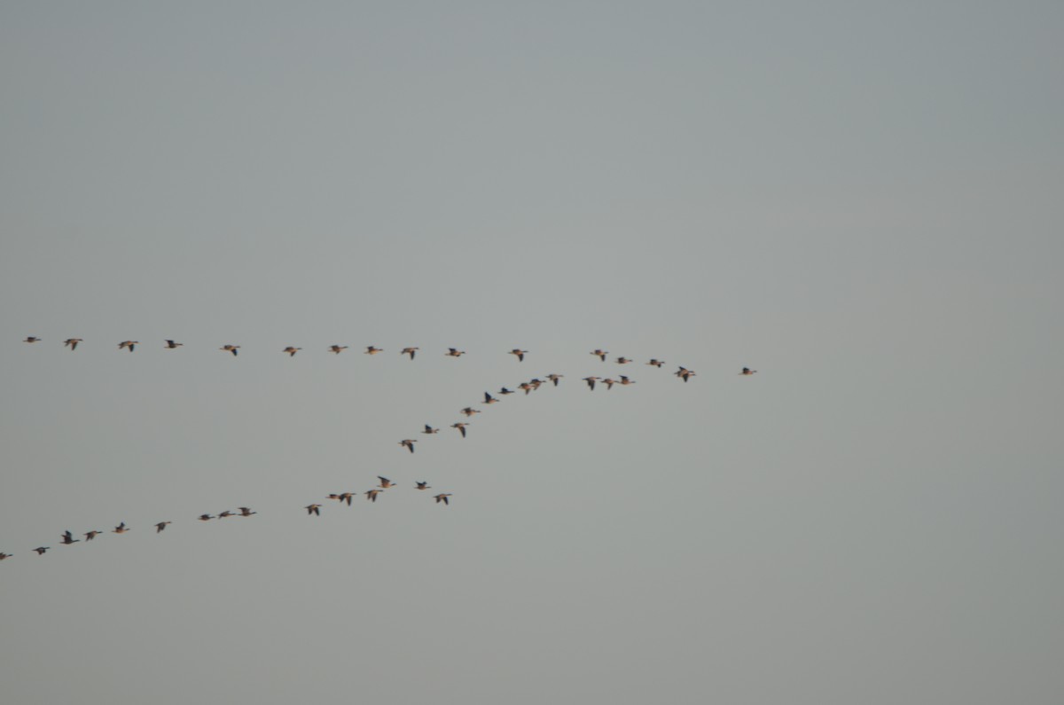 Greater White-fronted Goose - ML83684821