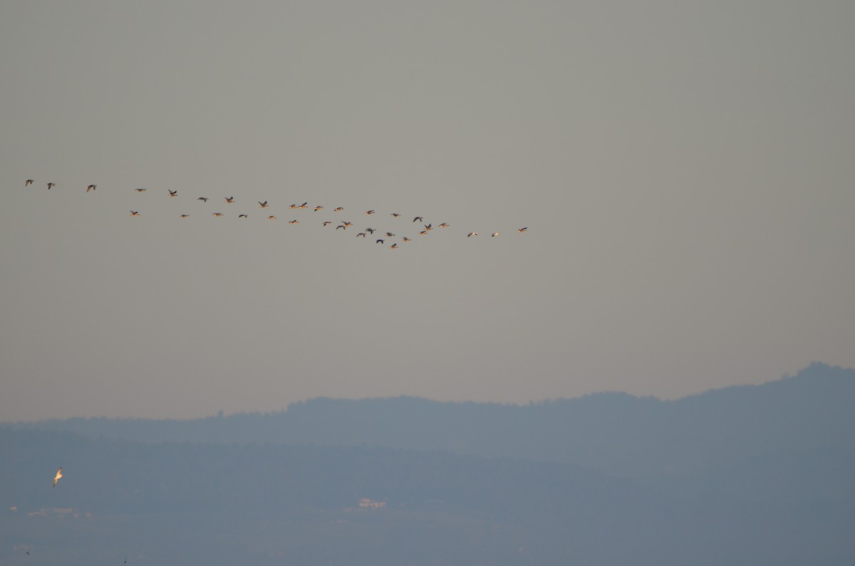 Greater White-fronted Goose - ML83684831