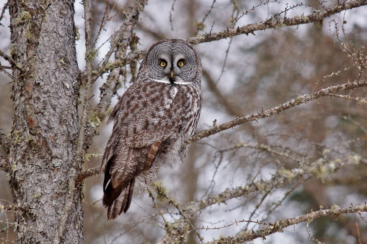 Great Gray Owl - Robin Oxley 🦉