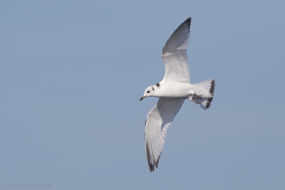 Black-legged Kittiwake - ML83685611