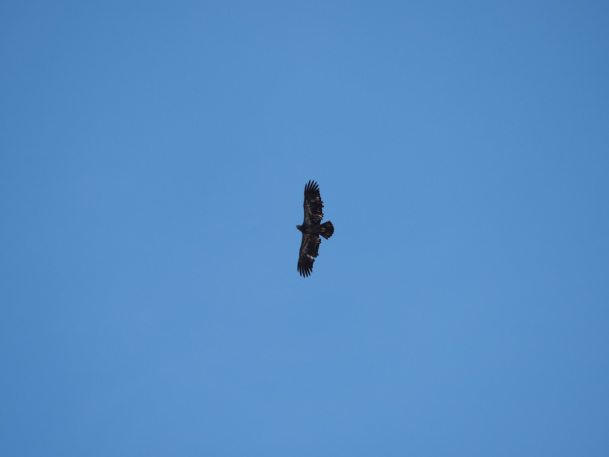 Bald Eagle - ML83686631