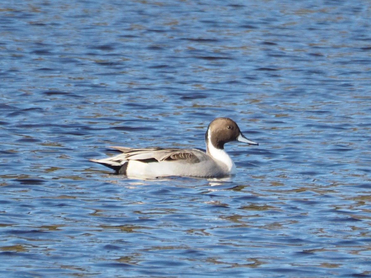 Northern Pintail - Kelly Siderio