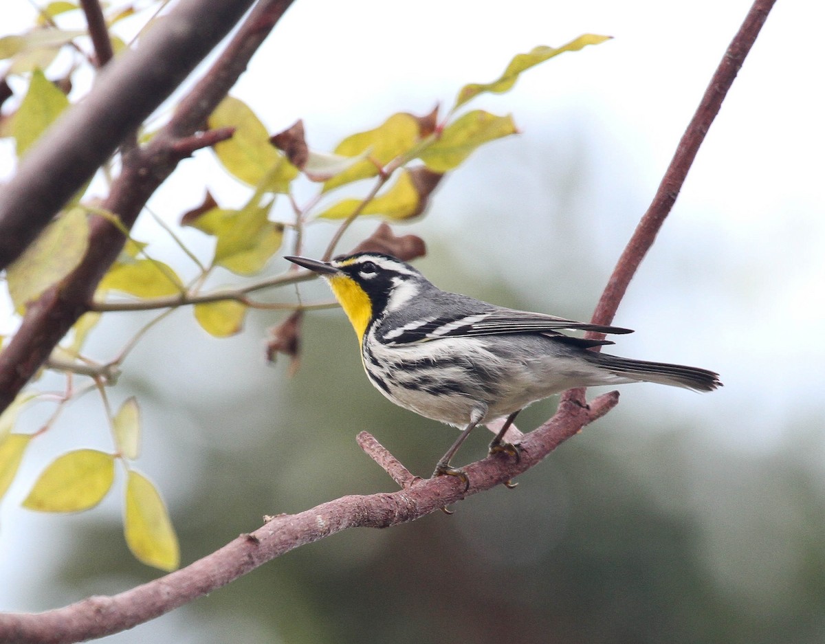 Yellow-throated Warbler - ML83686981