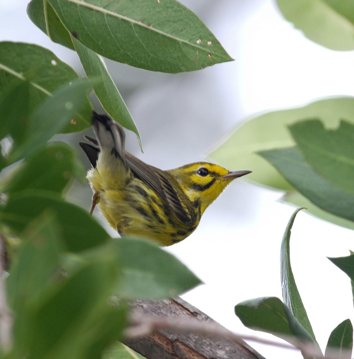 Prairie Warbler - ML83687041