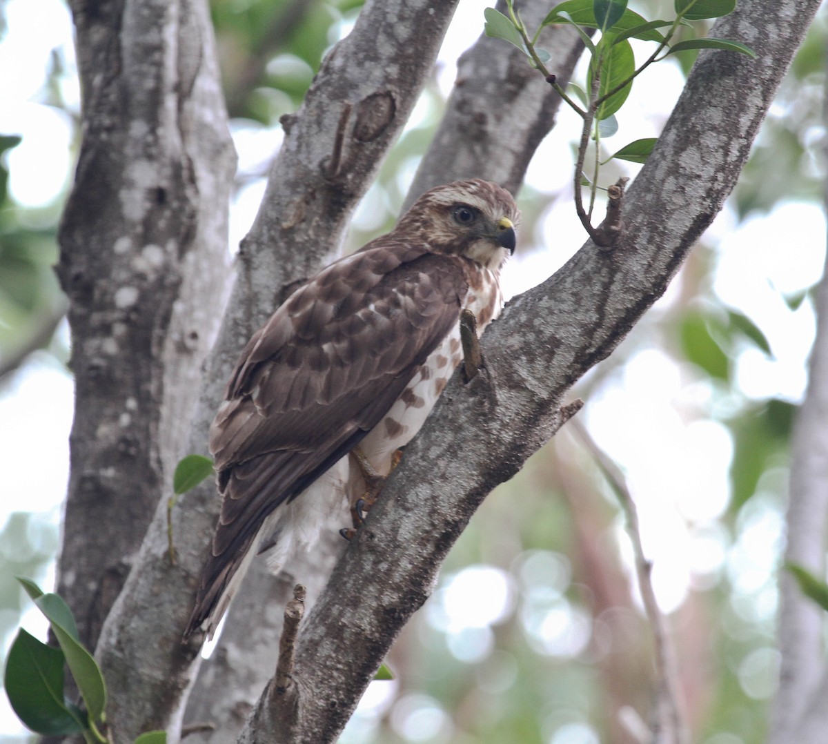 Broad-winged Hawk - ML83687251