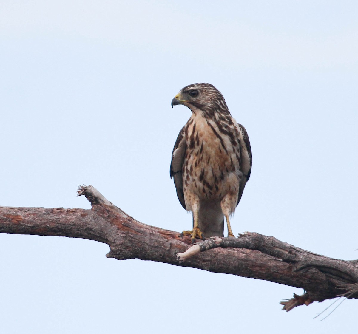 Broad-winged Hawk - ML83687321