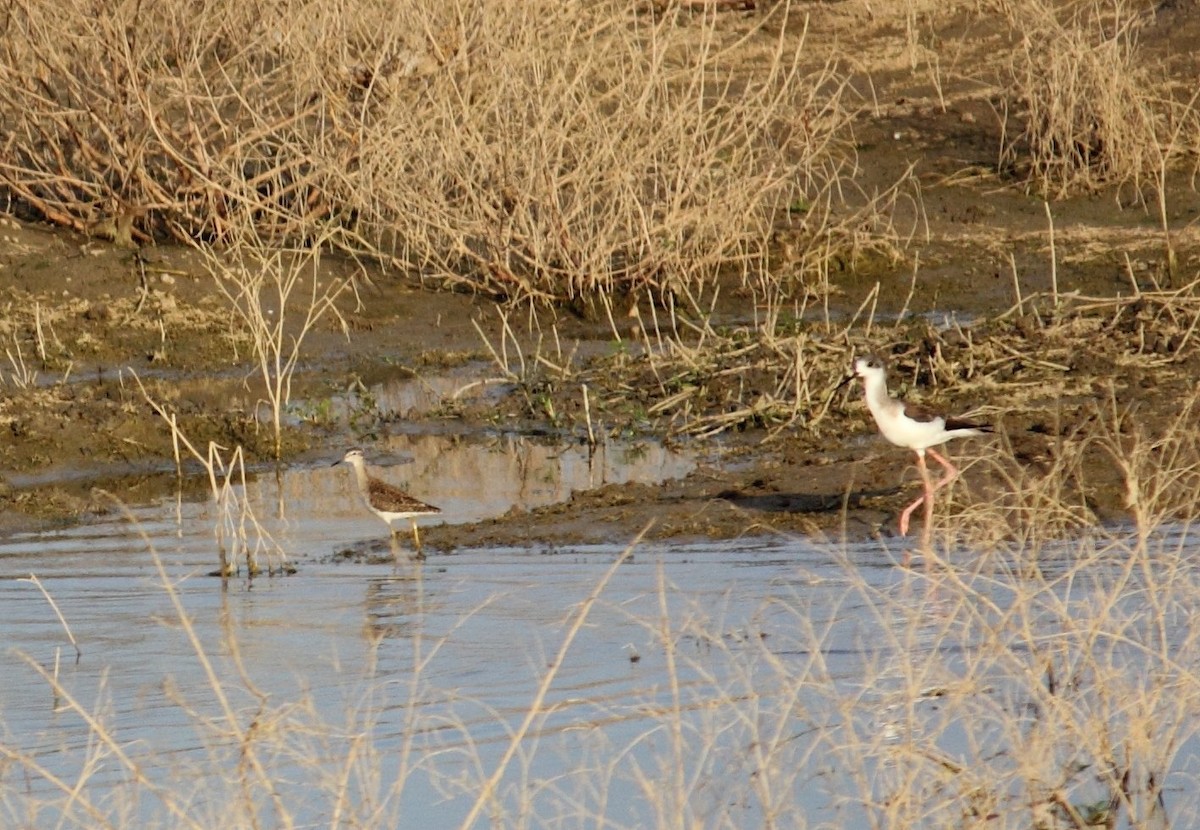 Échasse blanche - ML83687921